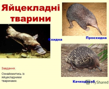 http://images.myshared.ru/1179087/slide_5.jpg